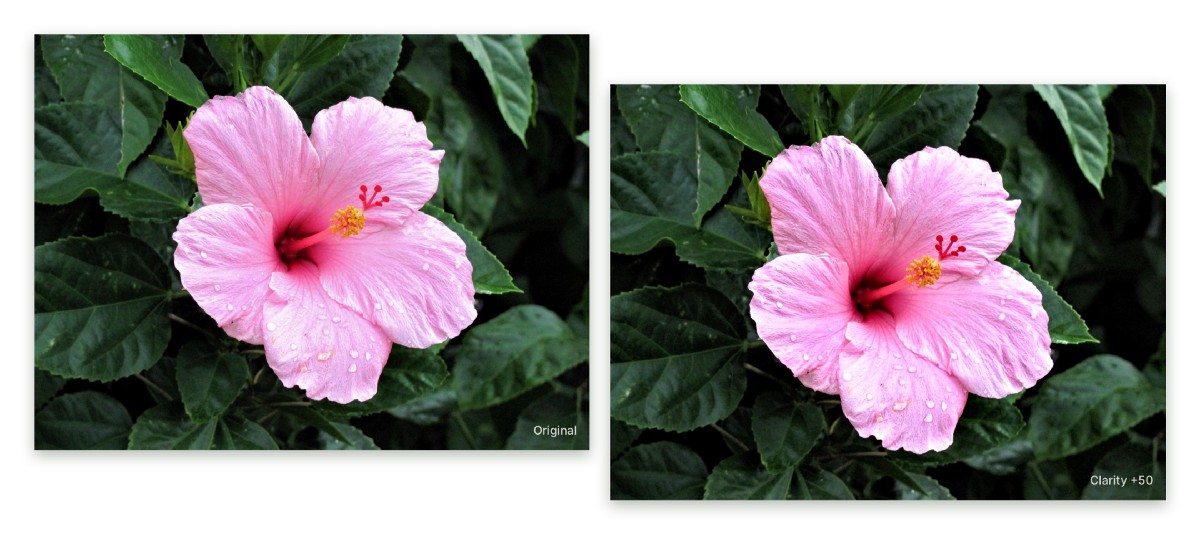Two flowers; left is the original, right +50% clarity