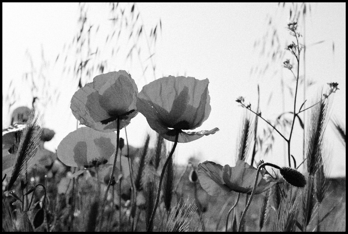 Black and white field of flowers, with grain applied